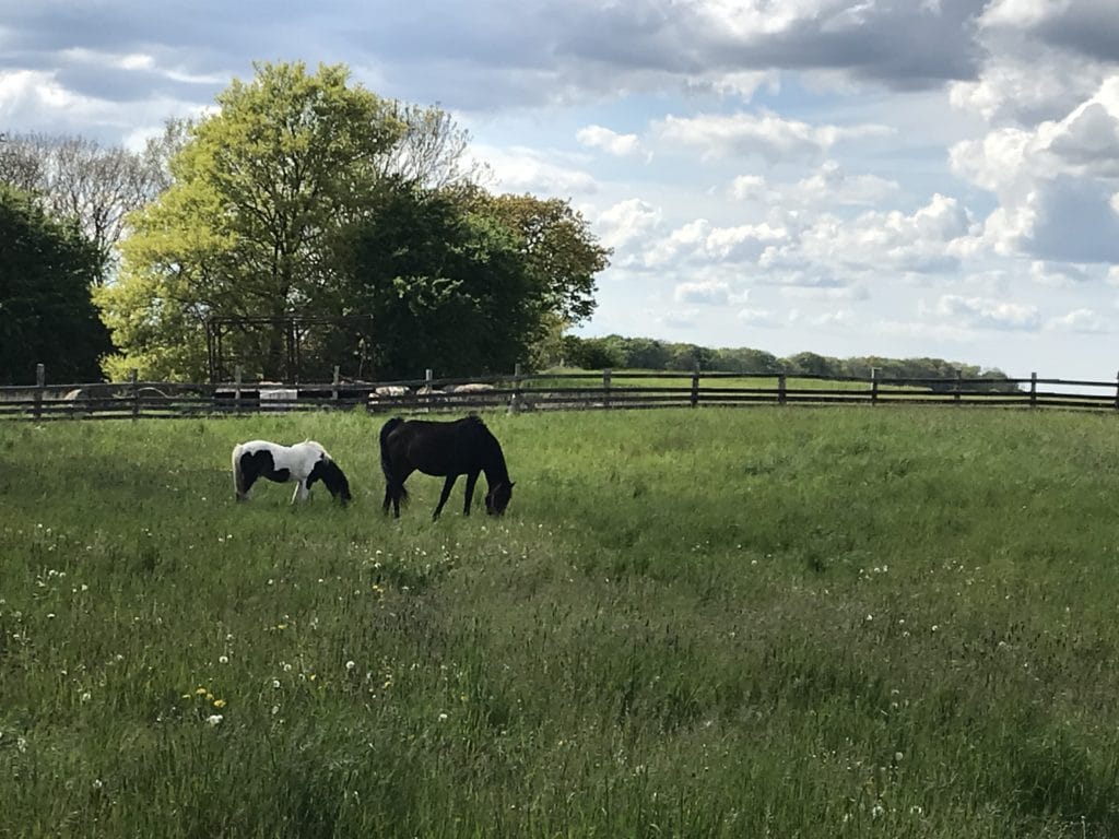 Natur um Groß Kiesow